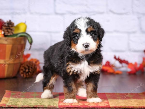 tri-colored female standard bernedoodle near Chicago Illinois