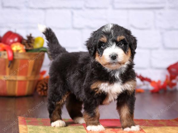 tri-colored female standard bernedoodle near Chicago Illinois