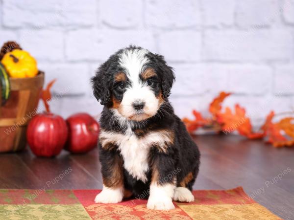 tri-colored female standard bernedoodle near Chicago Illinois