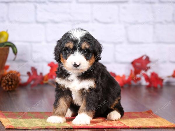 tri-colored female standard bernedoodle near Chicago Illinois