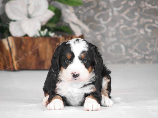 tri-colored mini bernedoodle near Chicago Illinois