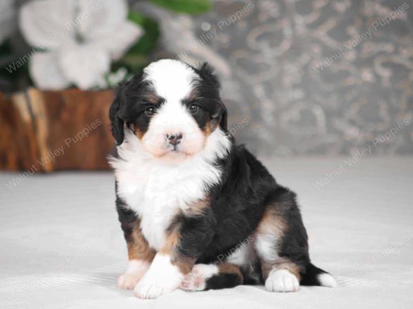 tri-colored mini bernedoodle near Chicago Illinois