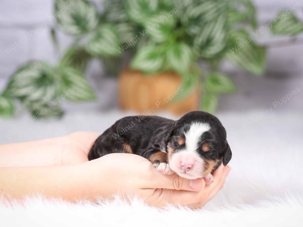 tri-colored mini bernedoodle near Chicago Illinois