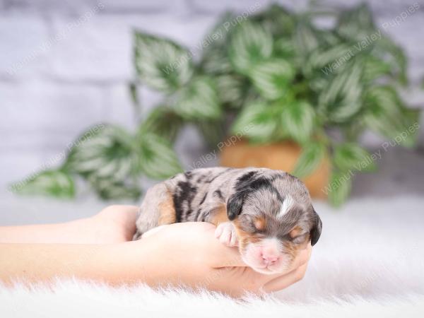 tri-colored mini bernedoodle near Chicago Illinois