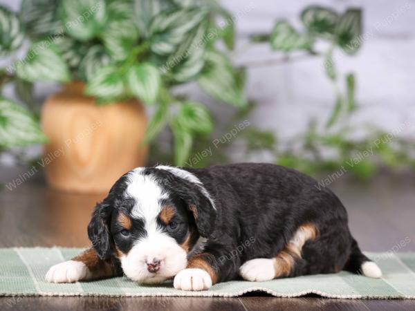 tri-colored mini bernedoodle near Chicago Illinois