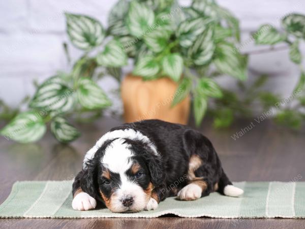 tri-colored mini bernedoodle near Chicago Illinois