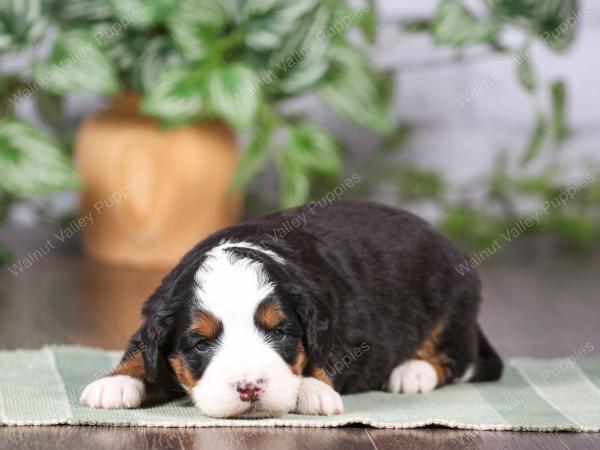 tri-colored mini bernedoodle near Chicago Illinois