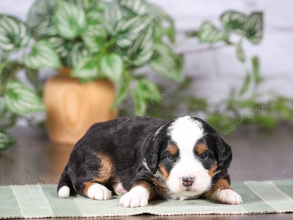 tri-colored mini bernedoodle near Chicago Illinois