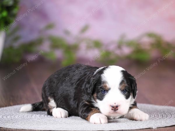 tri-colored mini bernedoodle near Chicago 