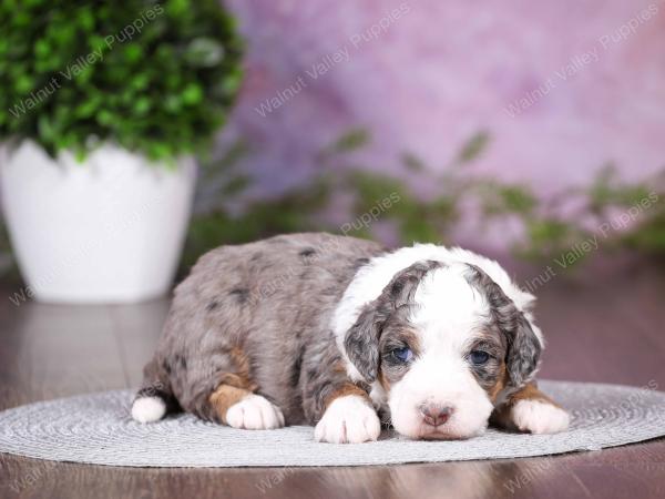 tri-colored mini bernedoodle near Chicago 