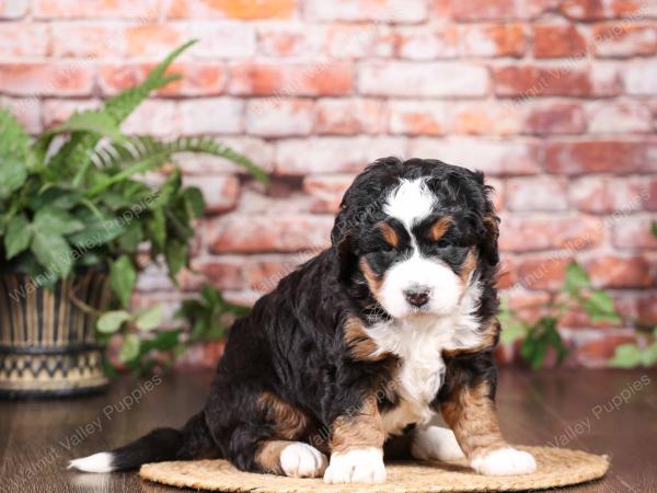 tri-colored mini bernedoodle near Chicago Illinois