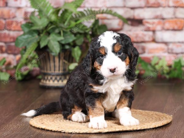 tri-colored mini bernedoodle near Chicago Illinois