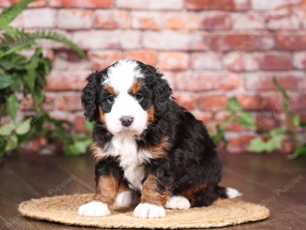 tri-colored mini bernedoodle near Chicago Illinois