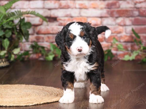 tri-colored mini bernedoodle near Chicago Illinois