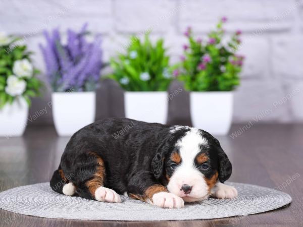 tri-colored mini bernedoodle near Chicago Illinois