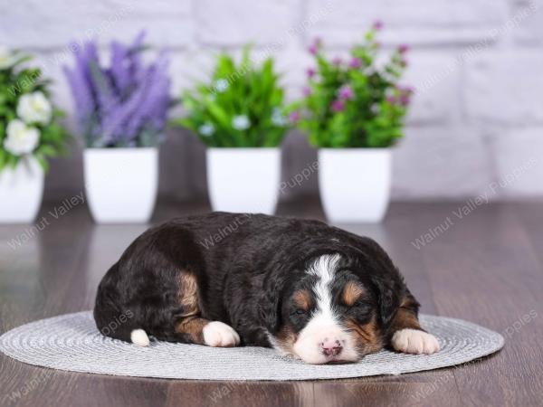 tri-colored mini bernedoodle near Chicago Illinois