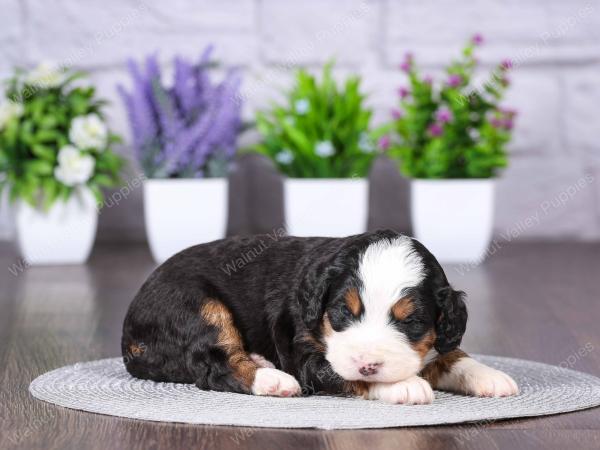 tri-colored mini bernedoodle near Chicago Illinois