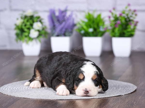 tri-colored mini bernedoodle near Chicago Illinois