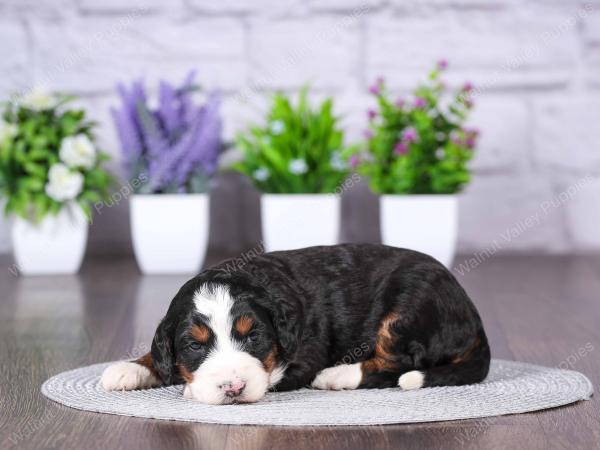 tri-colored mini bernedoodle near Chicago Illinois