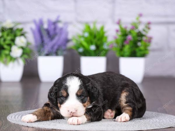 tri-colored mini bernedoodle near Chicago Illinois