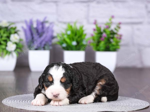 tri-colored mini bernedoodle near Chicago Illinois