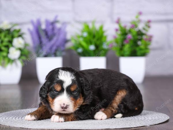 tri-colored mini bernedoodle near Chicago Illinois