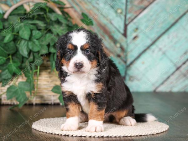 tri-colored mini bernedoodle near Chicago 
