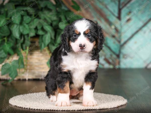 tri-colored mini bernedoodle near Chicago 