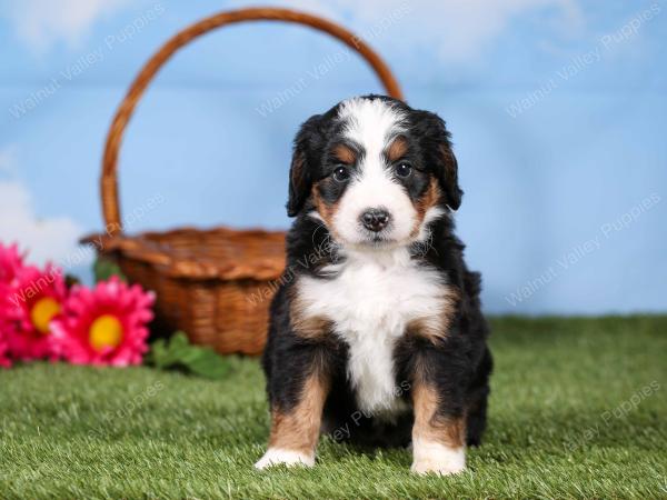 tri-colored mini bernedoodle near Chicago 