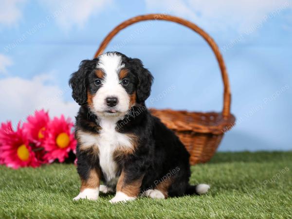 tri-colored mini bernedoodle near Chicago 