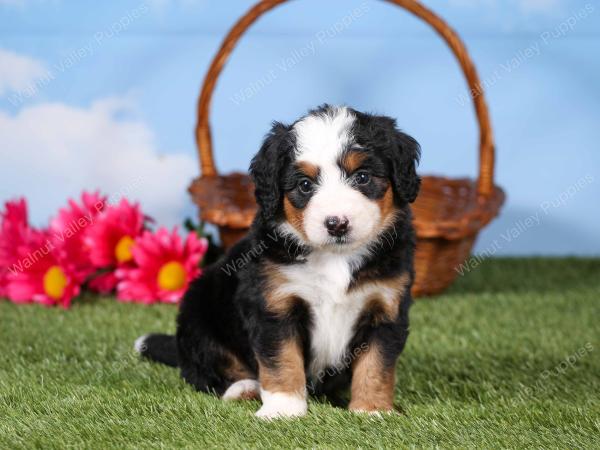tri-colored mini bernedoodle near Chicago 