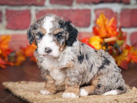 Sasha’s puppies are all reserved!