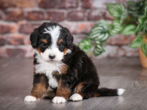 Lilac has 10 puppies! Several available NOW!