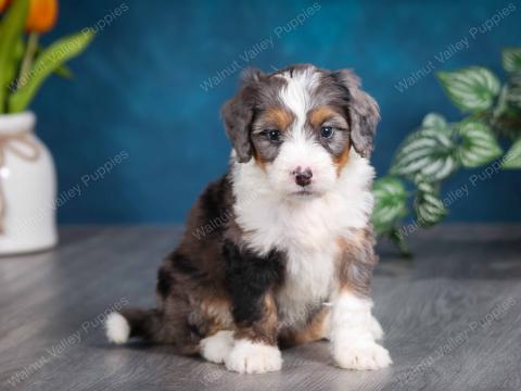 Jody's puppies are all reserved!