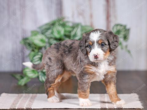 June Bug’s puppies all found their forever homes!