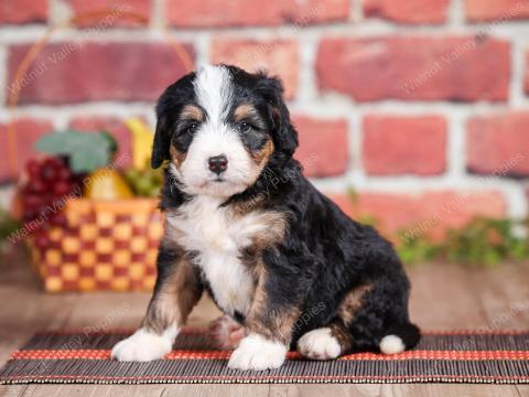 Mini bernedoodle near Chicago Illinois 