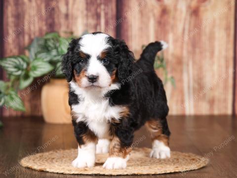 Buttercup has 5 puppies!