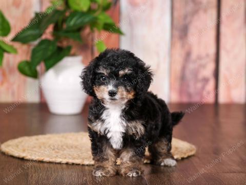 Kelsey's puppies found their forever homes