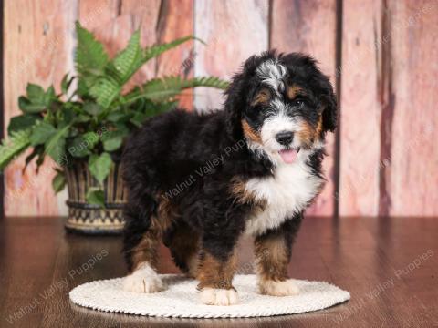 Lilac has 1 available puppy!