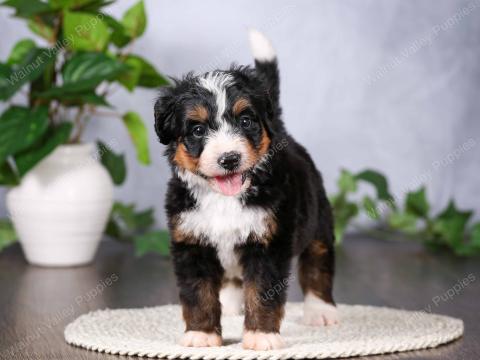 Lilac has 1 available puppy!