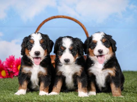 Becky’s puppies have all found their forever homes!