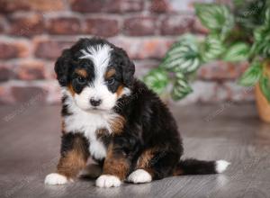Cute Puppy