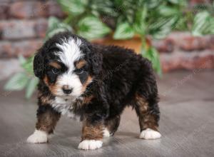 Cute Puppy