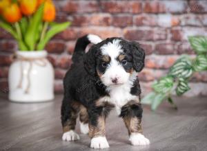 Cute Puppy