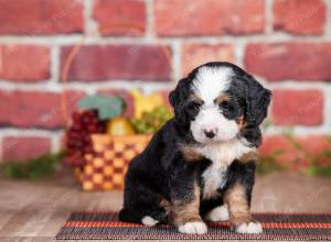 Mini bernedoodle near Chicago Illinois 