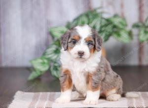 F1 mini bernedoodle near Chicago Illinois