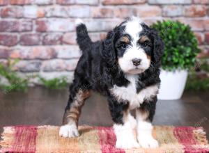 tri-colored female standard bernedoodle near Chicago Illinois