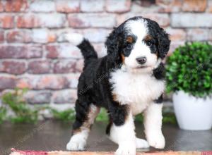 tri-colored female standard bernedoodle near Chicago Illinois