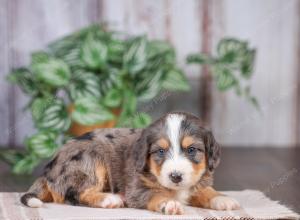 Mini bernedoodle near Chicago Illinois 