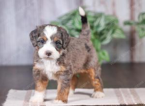 Mini bernedoodle near Chicago Illinois 